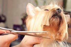 Cat relaxing during grooming