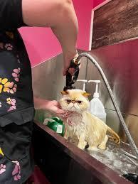 Cat relaxing during grooming